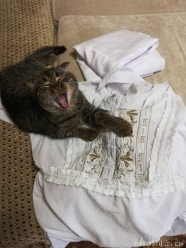 Любимая кошатинка  - IMG_20200907_172018.jpg