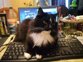 Любимая кошатинка  - 1599986113.jpg