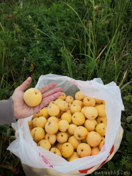 Сельское хозяйство по полной - IMG_20200913_152456.jpg