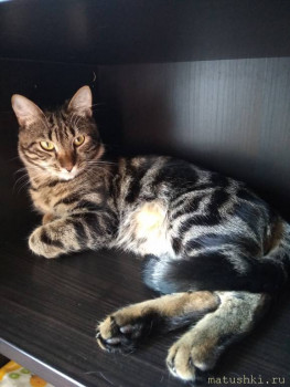 Любимая кошатинка  - IMG_20200915_122924.jpg