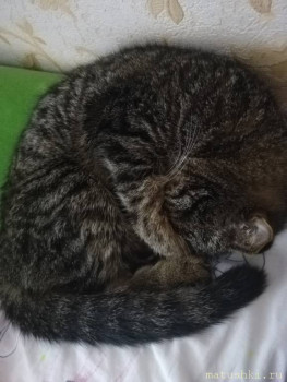 Любимая кошатинка  - IMG_20200915_145339.jpg