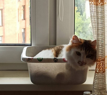 Любимая кошатинка  - IMG_20200915_170606.jpg