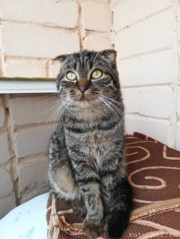 Любимая кошатинка  - IMG_20200916_133516.jpg