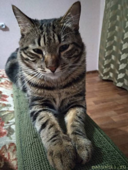 Любимая кошатинка  - IMG_20200919_213259.jpg