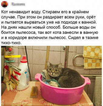 Любимая кошатинка  - KOMlrpXUZ3E.jpg