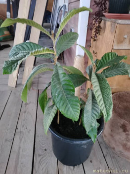 Помогите определить растение - IMG_20200927_185325.jpg