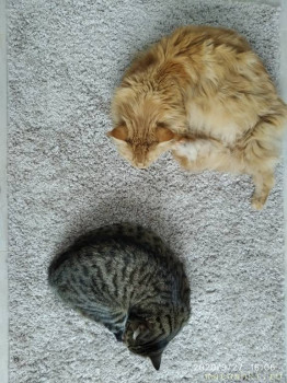 Любимая кошатинка  - IMG_20200927_160656.jpg