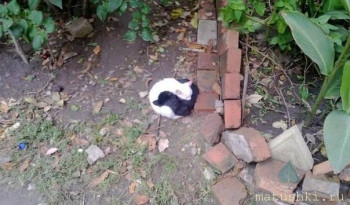 Любимая кошатинка  - IYN1By0KUiY.jpg