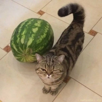 Страшнее кошки зверя нет  - s1200 (4).jpeg