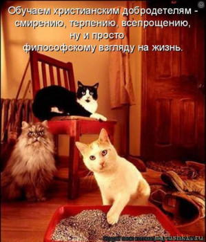 Страшнее кошки зверя нет  - f_116272.jpg