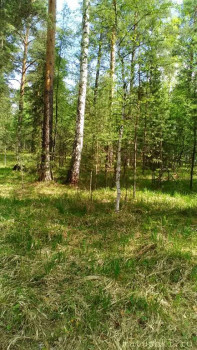 Здравствуйте, матушки. - P_20200513_112045.jpg