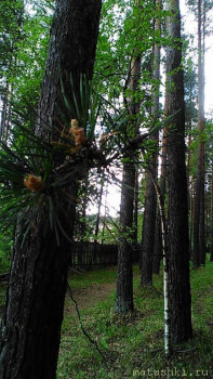 Здравствуйте, матушки. - P_20200513_112342.jpg