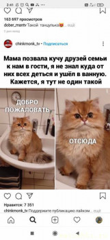 Страшнее кошки зверя нет  - Screenshot_2020-10-21-02-41-08-976_com.instagram.android.jpg