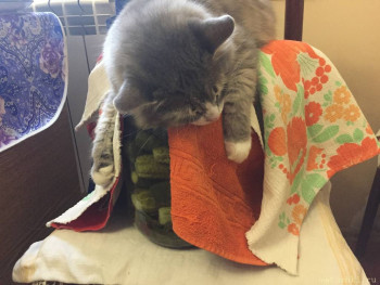 Муся охраняет запасы