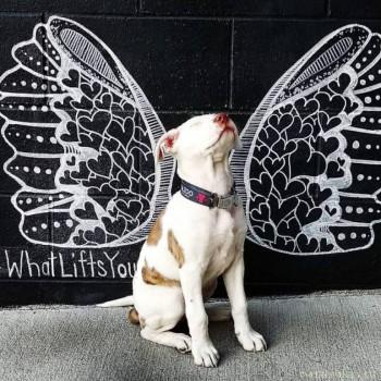 Они прекрасны и удивительны Из жизни животных. - zLJGh1vMtnU.jpg