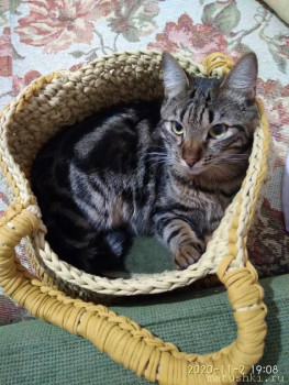 Любимая кошатинка  - IMG_20201102_190836.jpg