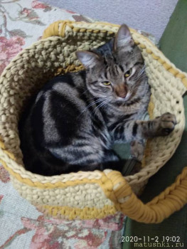 Любимая кошатинка  - IMG_20201102_190208.jpg