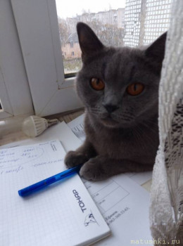 Любимая кошатинка  - CUKLRVUhXtM.jpg