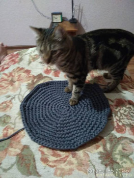 Любимая кошатинка  - IMG_20201105_204528.jpg