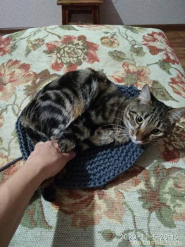 Любимая кошатинка  - IMG_20201105_204515.jpg