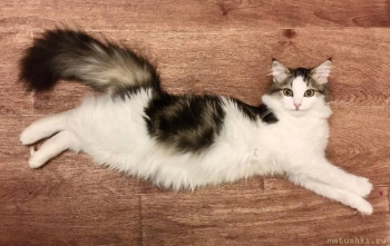 Любимая кошатинка  - F3C74D97-06AA-4D08-99D2-7CDAC77D090B.jpeg