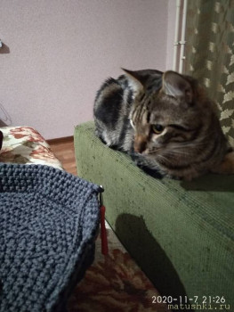 Любимая кошатинка  - IMG_20201107_212641.jpg