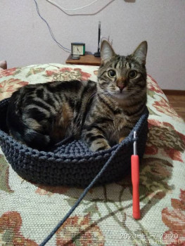 Любимая кошатинка  - IMG_20201107_232027.jpg