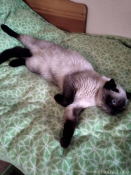 Любимая кошатинка  - IMG_20200121_121751.jpg