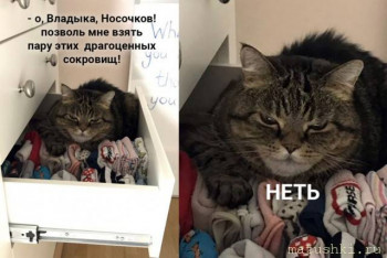 Страшнее кошки зверя нет  - 13546416.jpg