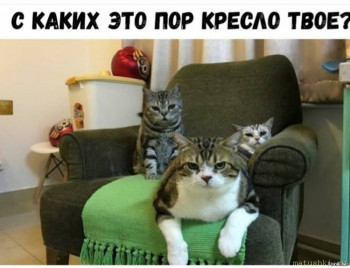 Страшнее кошки зверя нет  - 5dc90c77aaa514c62f1e66b9ab5726ce.jpg