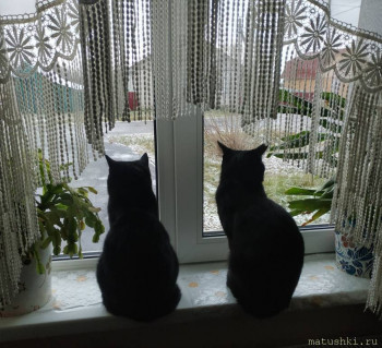 Любимая кошатинка  - IMG_20201111_174523.jpg