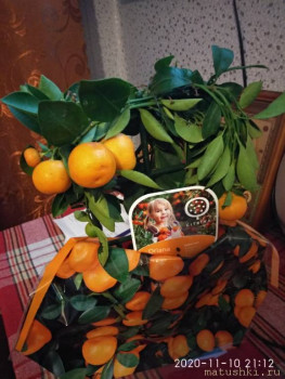 Наши цветы 2 - IMG_20201110_211244.jpg