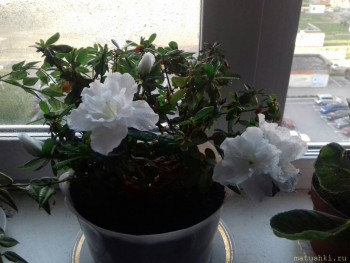 Наши цветы 2 - zZgMF-TTWQ8.jpg