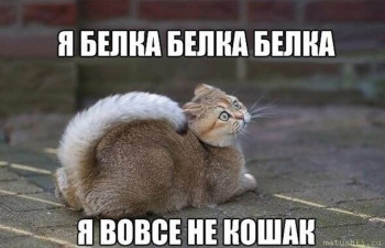 Страшнее кошки зверя нет  - s1200 (11).jpeg