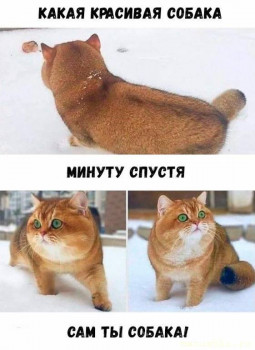 Страшнее кошки зверя нет  - igor15-07011917401040_16.jpg