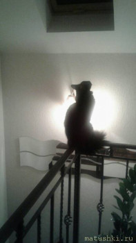 Я потеряла своего питомца  - Kw47trF0uTM.jpg