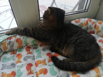 Любимая кошатинка  - IMG_20201127_133654.jpg