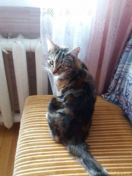 Любимая кошатинка  - 20201125_130725.jpg