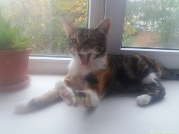 Любимая кошатинка  - 20201027_093432.jpg