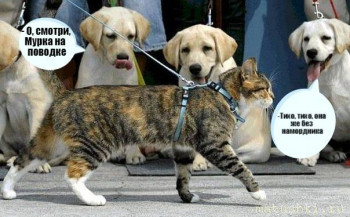 Страшнее кошки зверя нет  - 1h4eJLqv6Wg.jpg