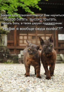 Страшнее кошки зверя нет  - Скачать-картинки-с-животными-юморные-021 (2).jpg