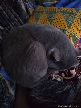 Любимая кошатинка  - 20201210_160817_mfnr.jpg