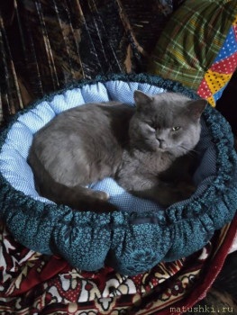 Любимая кошатинка  - 20201210_192432_mfnr.jpg