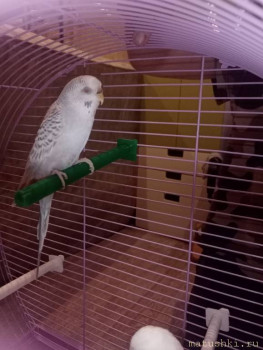 Птички - IMG_20201215_165112.jpg