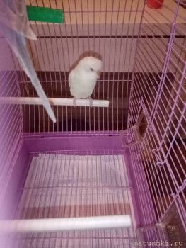 Птички - IMG_20201215_165059.jpg