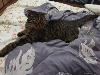 Любимая кошатинка  - IMG_20201217_163807.jpg