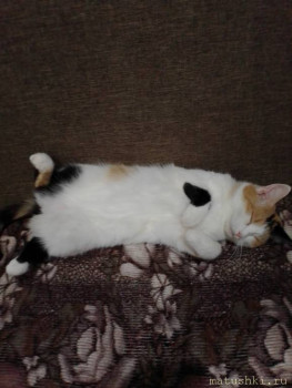 Любимая кошатинка  - IMG_20201026_194130.jpg