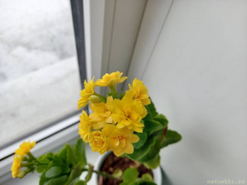 Наши цветы 2 - 20201219_121153.jpg