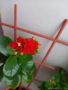 Наши цветы 2 - 20201219_121220.jpg