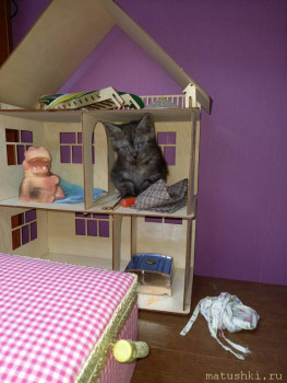 Любимая кошатинка  - 20201216_121327.jpg